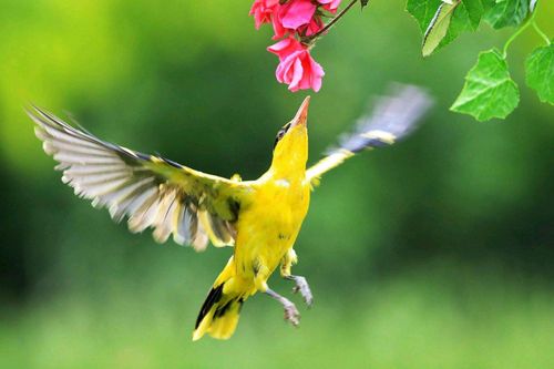 Oanh ca yến vũ (莺歌燕舞)