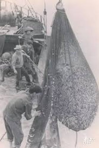 Nhất võng đả tận (一网打尽)