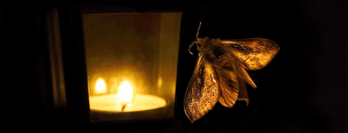 Phi nga phác hỏa (飞蛾扑火)