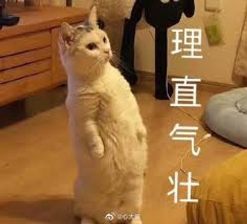 Lí trực khí tráng (理直气壮)