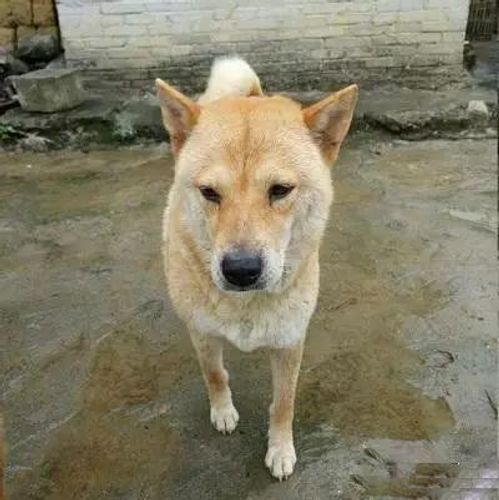 Đông môn hoàng khuyển (东门黄犬)