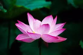 Bộ bộ sinh liên hoa (步步生莲花)