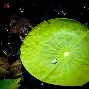 Bình thủy tương phùng (萍水相逢)
