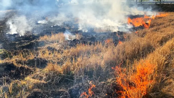 Dã hỏa thiêu bất tận (野火烧不尽)