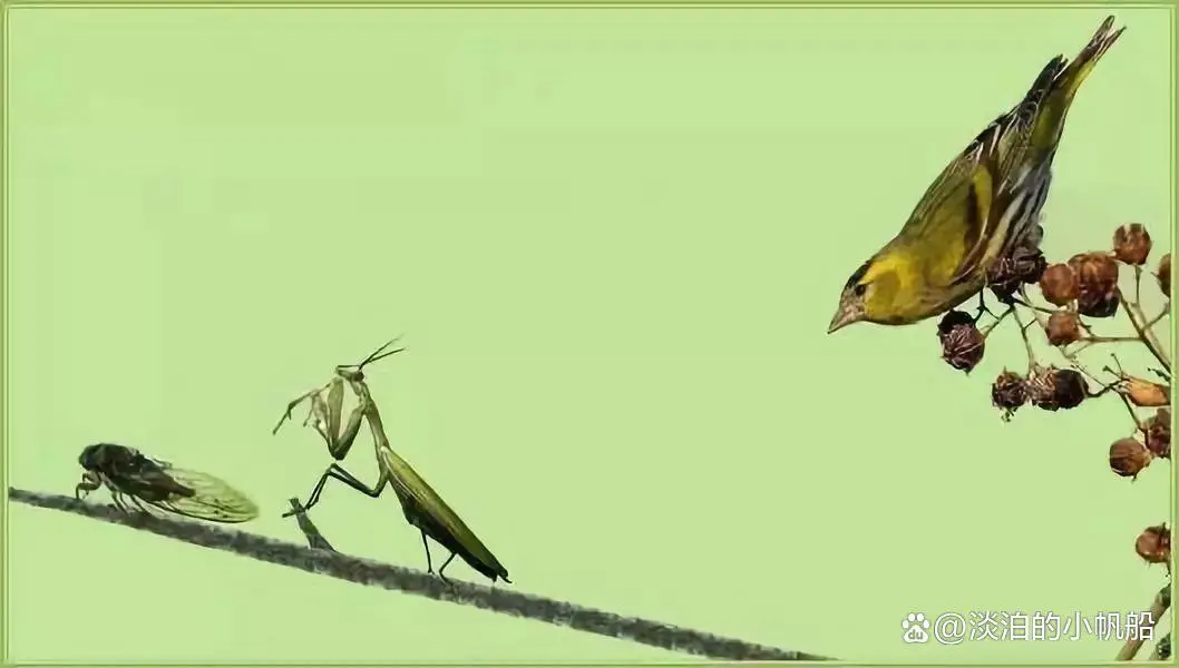 Đường lang bổ thiền, hoàng tước tại hậu (螳螂捕蟬，黃雀在後)